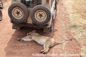 Aire de conservation du Ngorongoro - Tanzanie