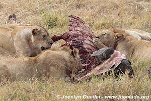 Aire de conservation du Ngorongoro - Tanzanie