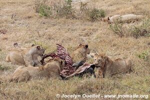 Aire de conservation du Ngorongoro - Tanzanie