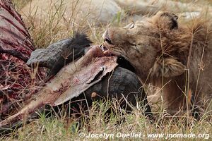 Aire de conservation du Ngorongoro - Tanzanie