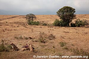 Ngorongoro Conservation Area - Tanzania