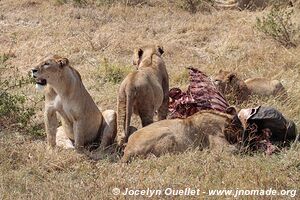 Aire de conservation du Ngorongoro - Tanzanie