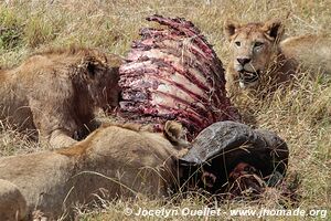 Aire de conservation du Ngorongoro - Tanzanie