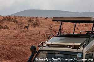 Aire de conservation du Ngorongoro - Tanzanie