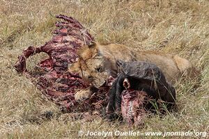 Ngorongoro Conservation Area - Tanzania