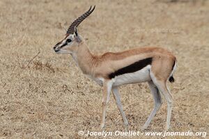 Aire de conservation du Ngorongoro - Tanzanie