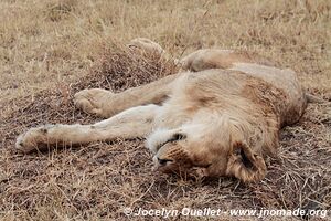 Aire de conservation du Ngorongoro - Tanzanie