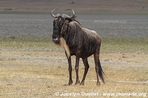 Aire de conservation du Ngorongoro - Tanzanie