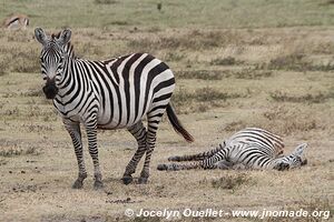 Aire de conservation du Ngorongoro - Tanzanie