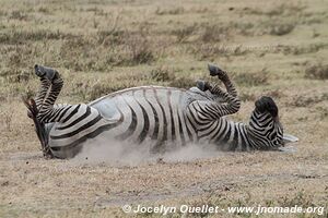 Aire de conservation du Ngorongoro - Tanzanie