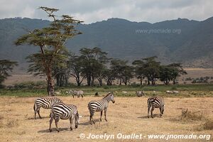 Aire de conservation du Ngorongoro - Tanzanie