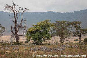 Ngorongoro Conservation Area - Tanzania