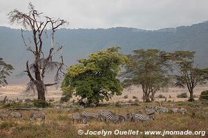 Aire de conservation du Ngorongoro - Tanzanie