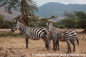 Aire de conservation du Ngorongoro - Tanzanie