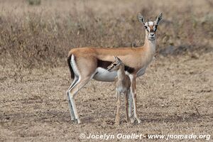 Aire de conservation du Ngorongoro - Tanzanie