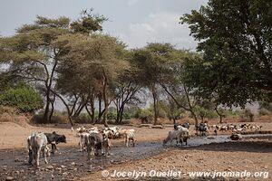 Région du lac Natron - Tanzanie