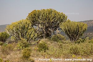 Région du lac Natron - Tanzanie