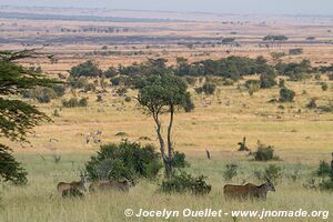 Parc national du Serengeti - Tanzanie