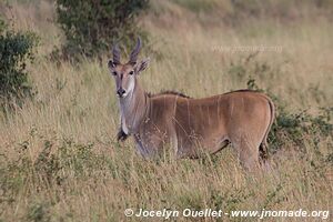 Parc national du Serengeti - Tanzanie