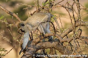 Serengeti National Park - Tanzania