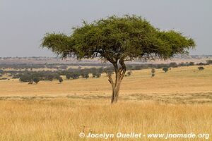 Parc national du Serengeti - Tanzanie