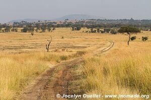 Parc national du Serengeti - Tanzanie