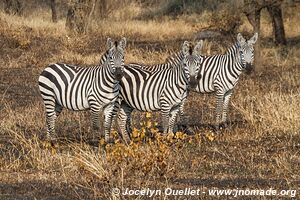 Parc national du Serengeti - Tanzanie