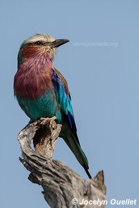 Serengeti National Park - Tanzania