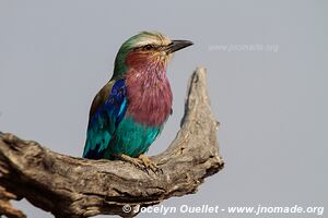 Parc national du Serengeti - Tanzanie