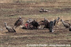 Parc national du Serengeti - Tanzanie