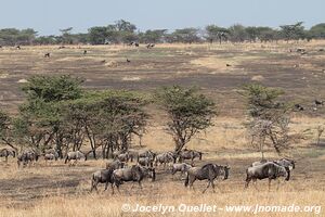 Parc national du Serengeti - Tanzanie