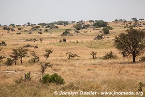 Parc national du Serengeti - Tanzanie