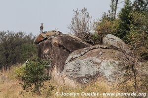 Parc national du Serengeti - Tanzanie