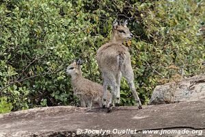 Serengeti National Park - Tanzania