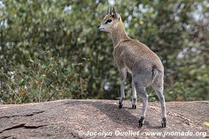 Parc national du Serengeti - Tanzanie