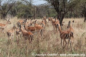 Parc national du Serengeti - Tanzanie