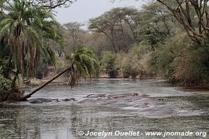 Parc national du Serengeti - Tanzanie