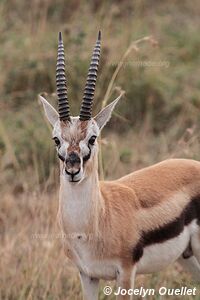 Parc national du Serengeti - Tanzanie