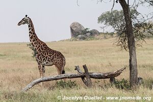 Parc national du Serengeti - Tanzanie