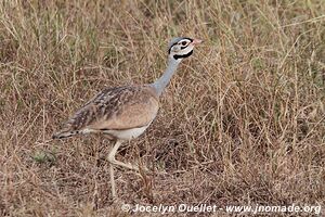 Serengeti National Park - Tanzania