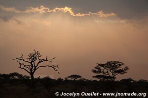 Parc national du Serengeti - Tanzanie