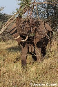 Parc national du Serengeti - Tanzanie