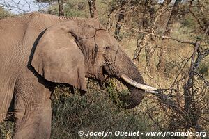 Serengeti National Park - Tanzania