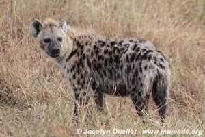 Parc national du Serengeti - Tanzanie