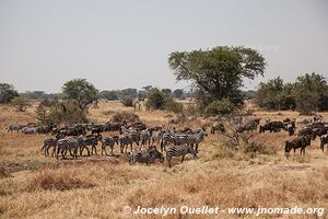 Parc national du Serengeti - Tanzanie