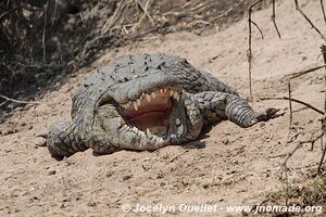 Serengeti National Park - Tanzania