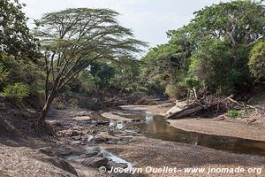 Parc national du Serengeti - Tanzanie