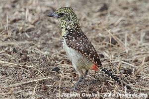 Parc national du Serengeti - Tanzanie