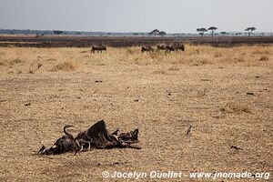 Serengeti National Park - Tanzania