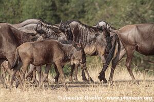 Serengeti National Park - Tanzania